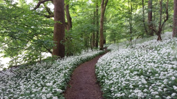 A path through the woods